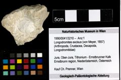 Foto (Objekt + Etiketten) von Longodromites excisus (von Meyer, 1857) 